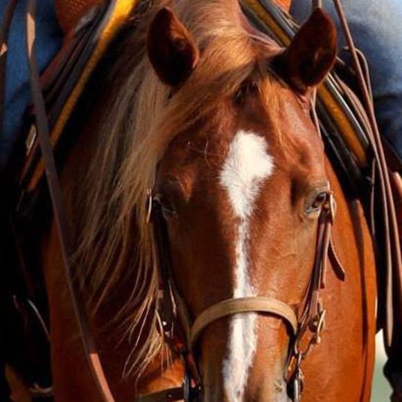 Meet your Posher, Paula - Picture 1 of 1